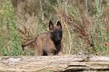 MALINOIS 264